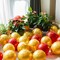 100pcs Metallic Gold Balloons, 12 inch Chrome Gold Latex Party Balloons Helium Quality for Gender Reveal,Birthday Party, Baby Shower,Wedding, Halloween Party Decoration (with Gold Ribbon)